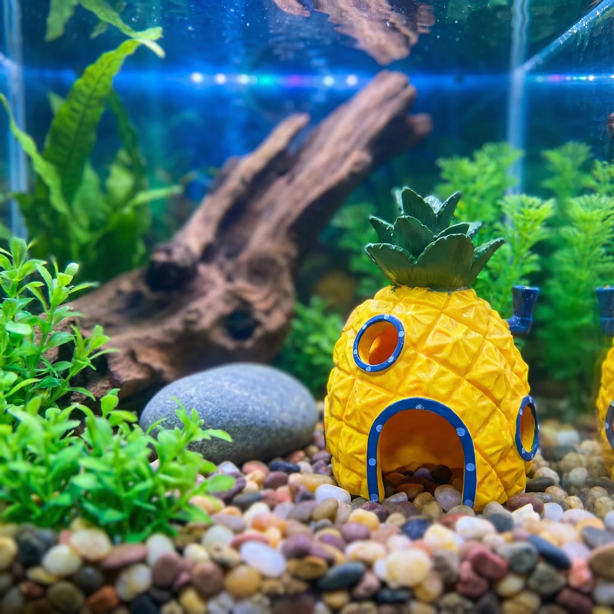 Aquarium Fish Hiding Places - Dekorasi Akuarium Rumah Nanas, Gua Persembunyian