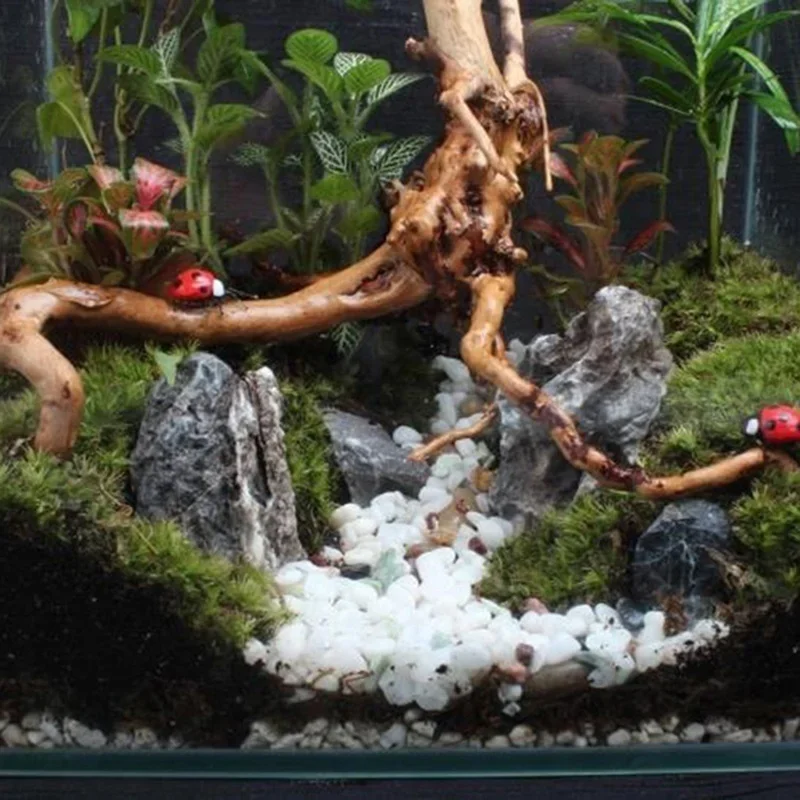 Pohon alami kayu apung akuariu - Aquarium Fish Hiding Places ulasan dan harga