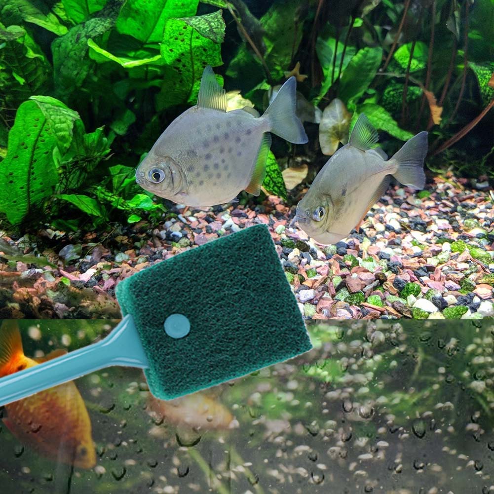 Pembersih Spons Akuarium Dua S - Cleaner Fish Aquarium ulasan dan harga