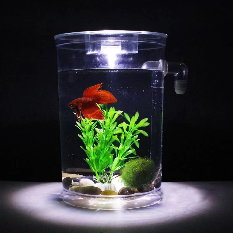 Kotak ikan cupang plastik keci - Aquarium Fish Goldfish ulasan dan harga