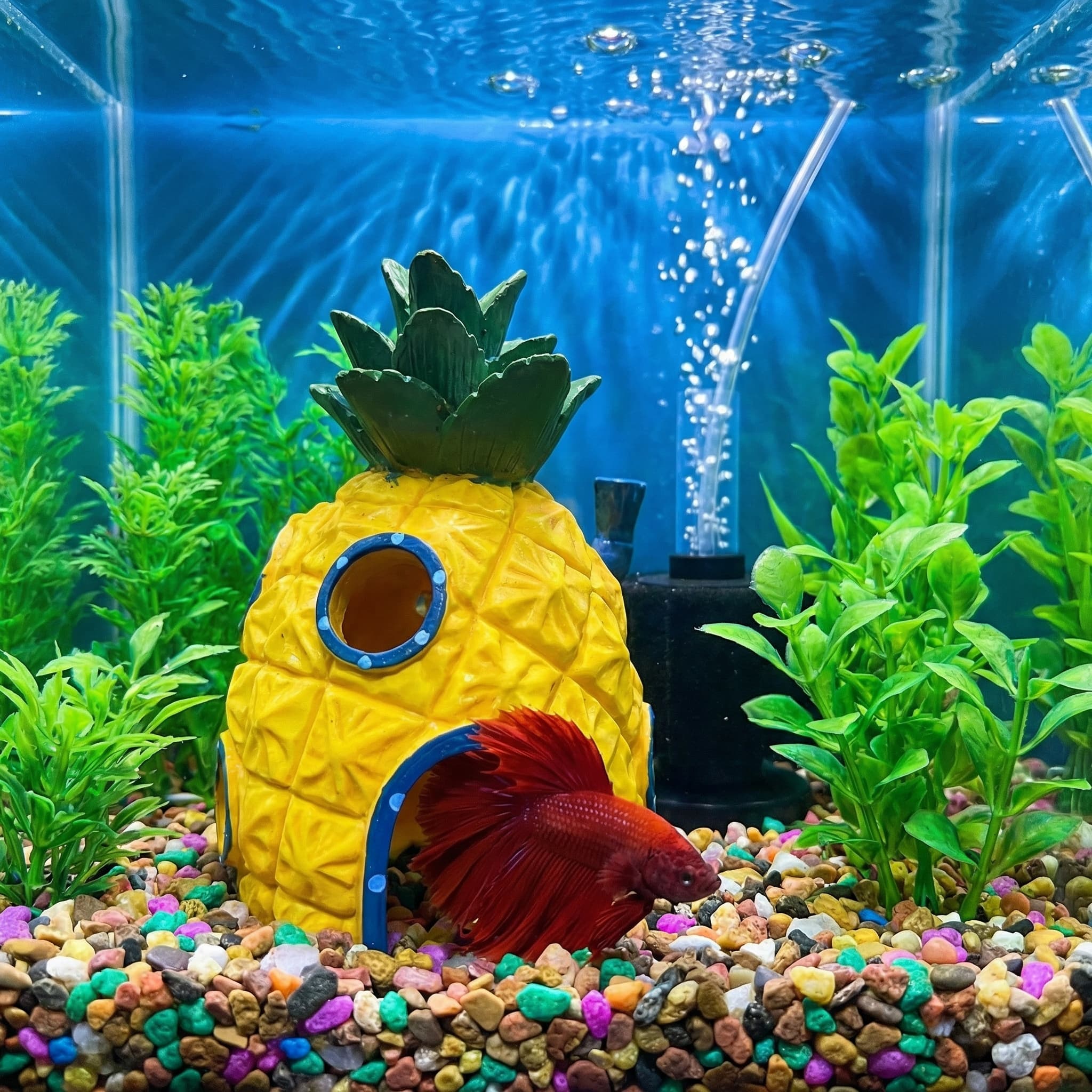 Dekorasi Akuarium Rumah Nanas, - Aquarium Fish Hiding Places ulasan dan harga